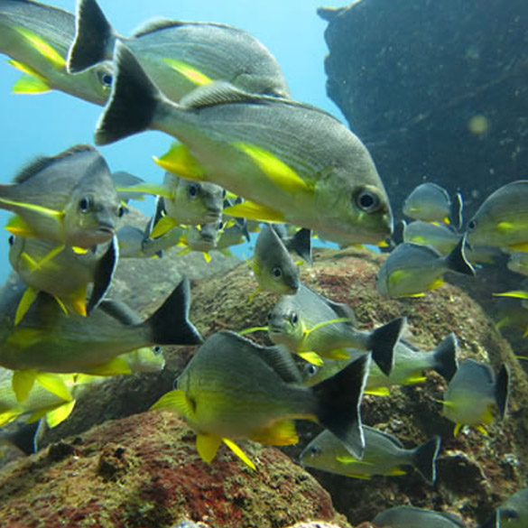 PADI Scuba Diver Course