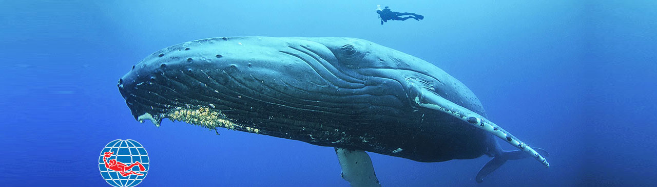 AWARE - Coral Reef Conservation PADI Specialties